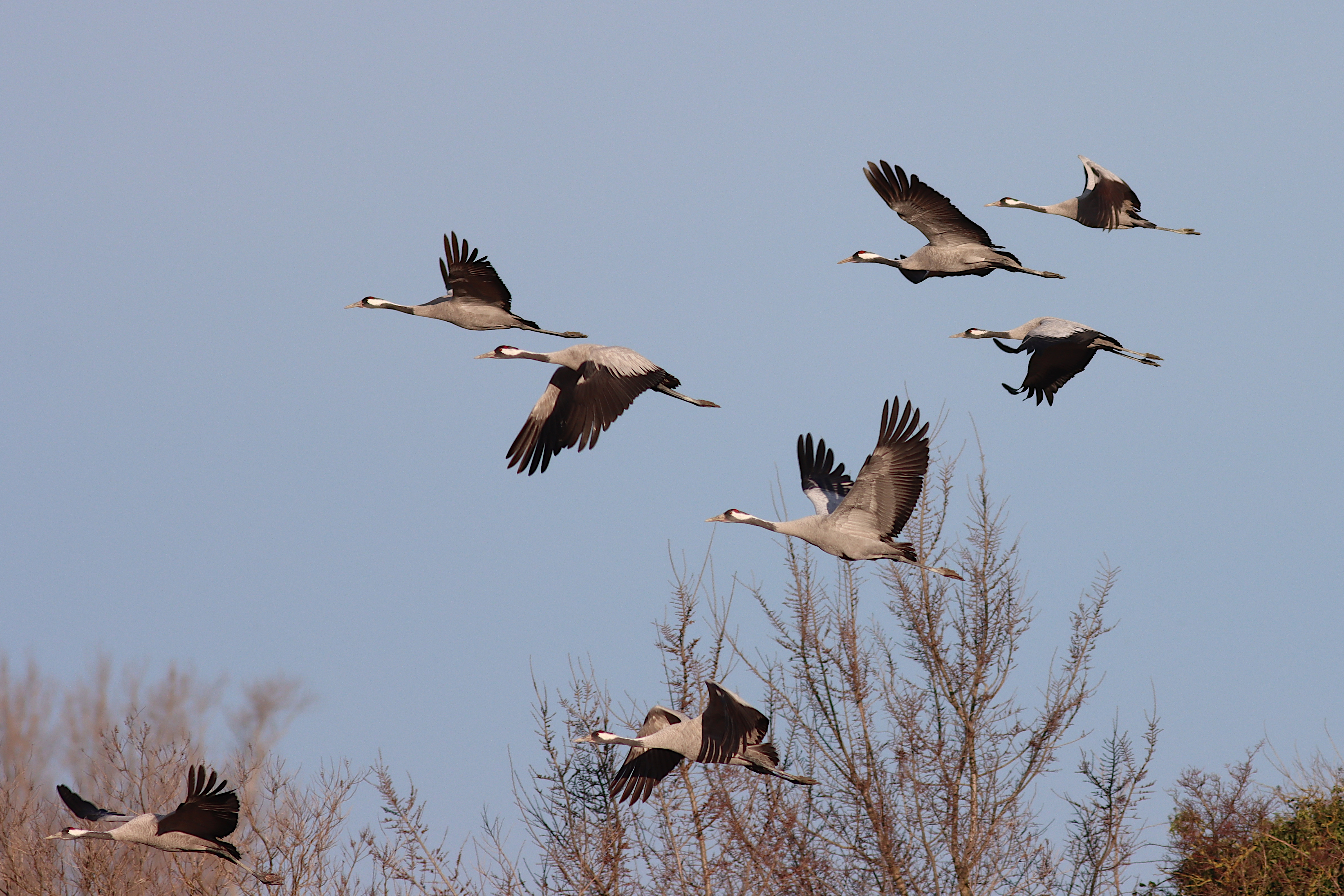 common cranes