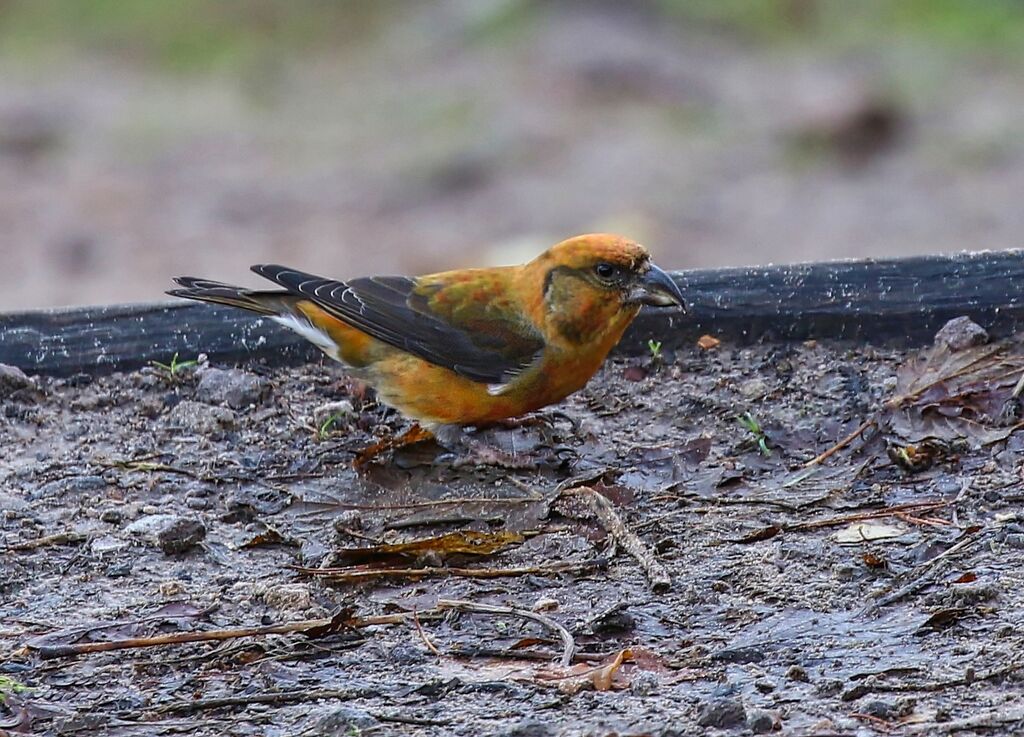 Common Crossbill