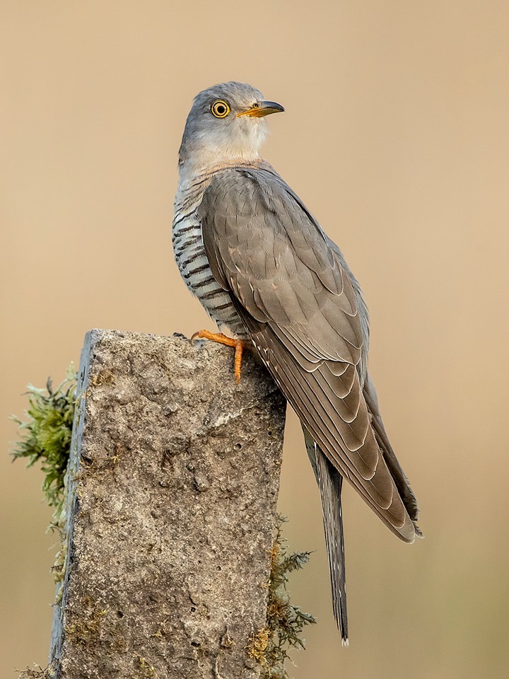 Common Cuckoo -Female