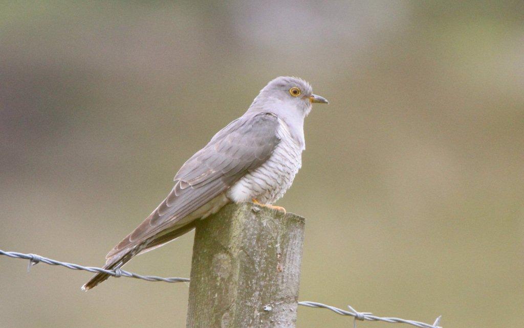 Common Cuckoo