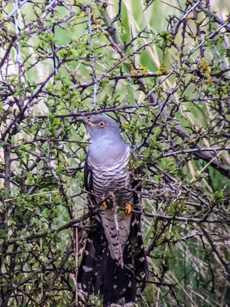 Common Cuckoo