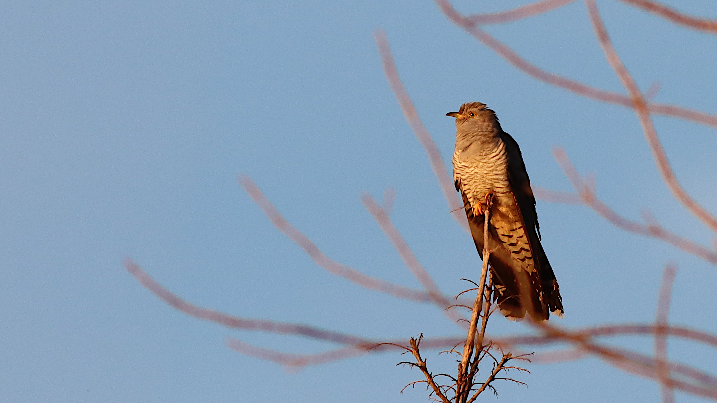 common cuckoo