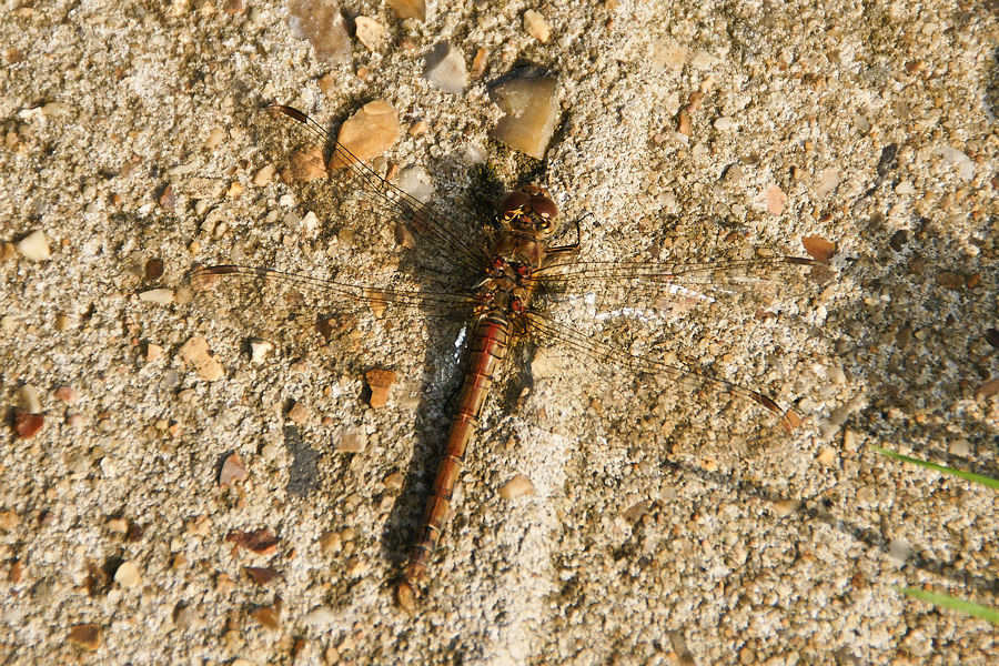 Common Darter