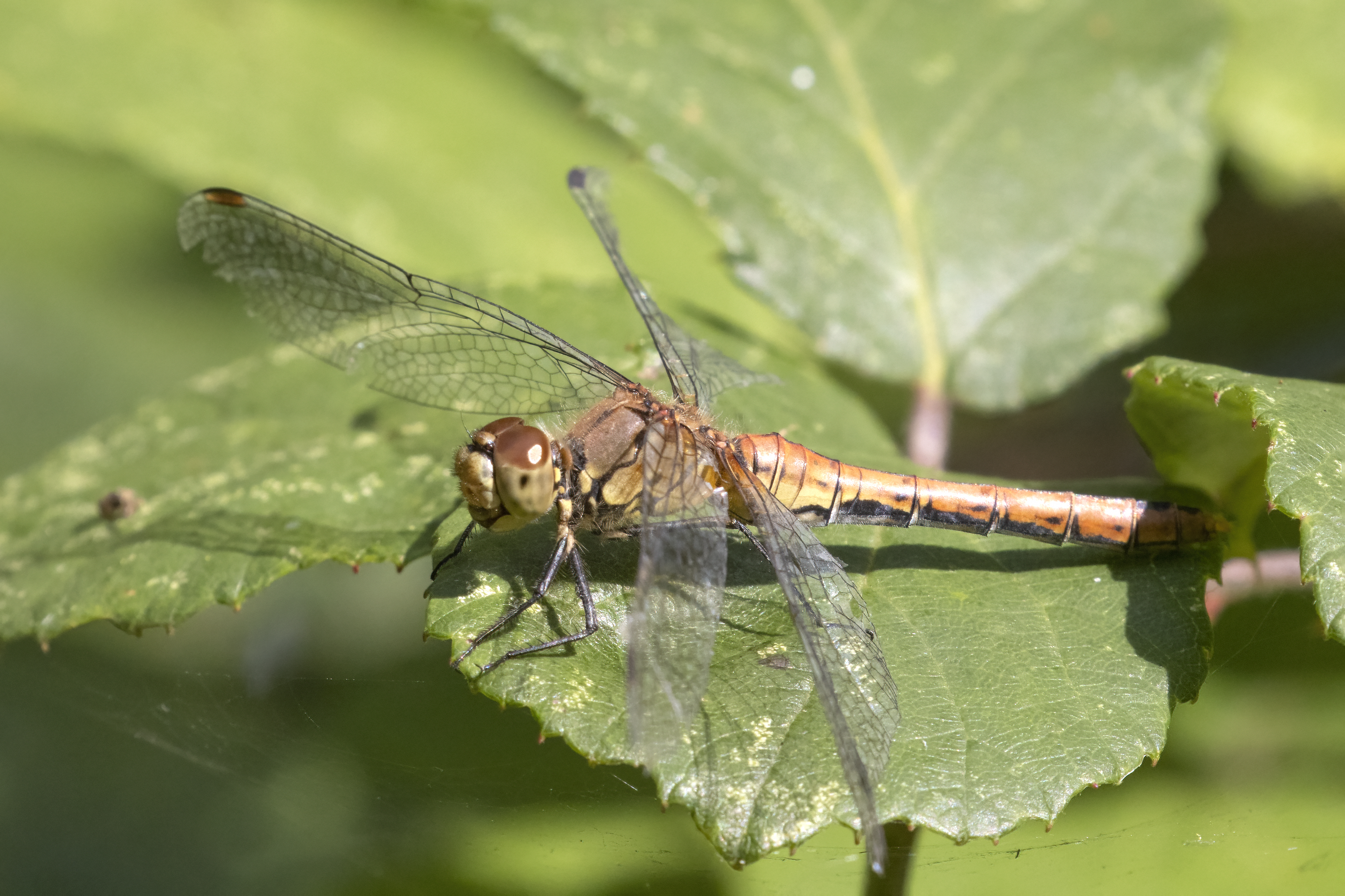 Common Darter