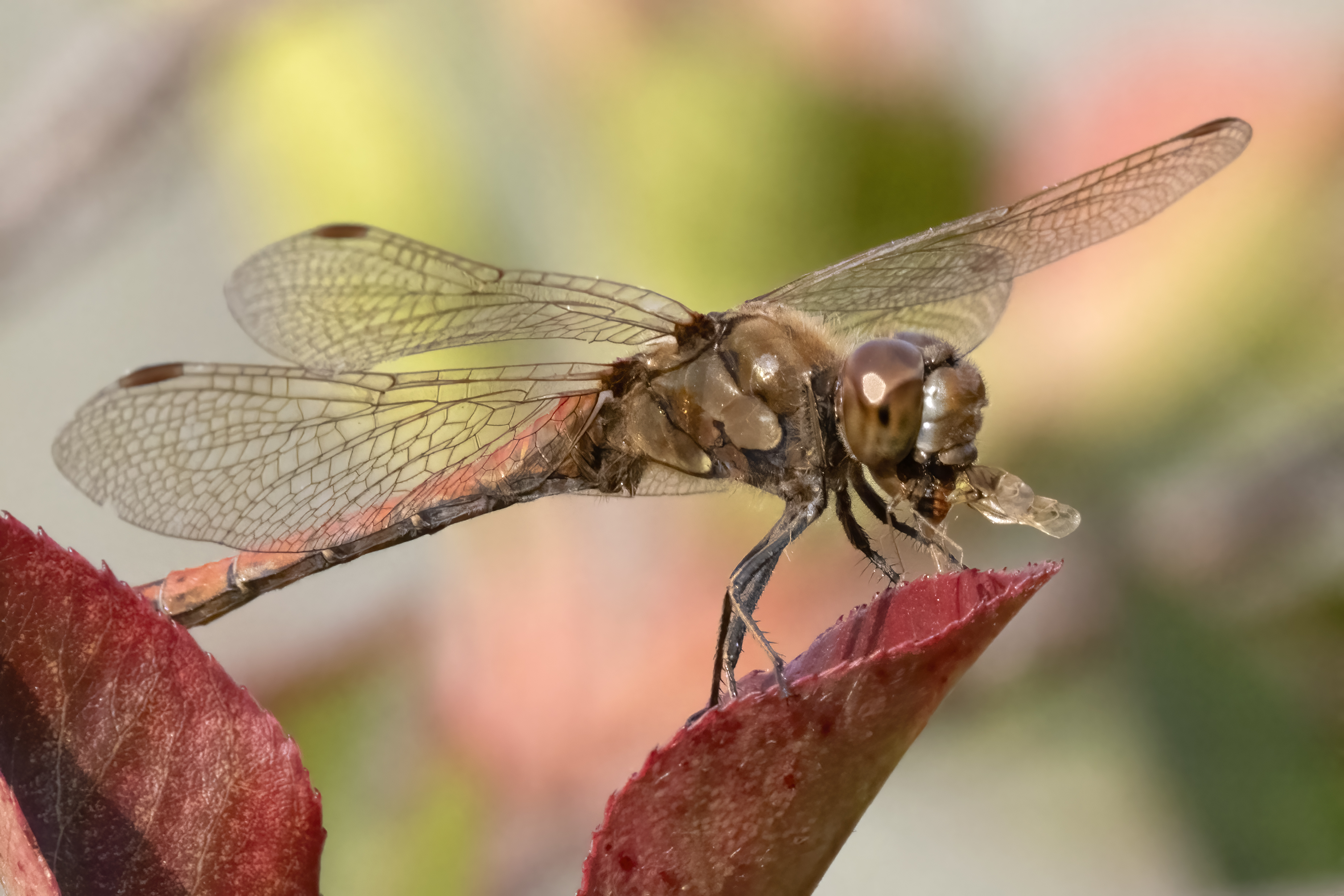 Common Darter