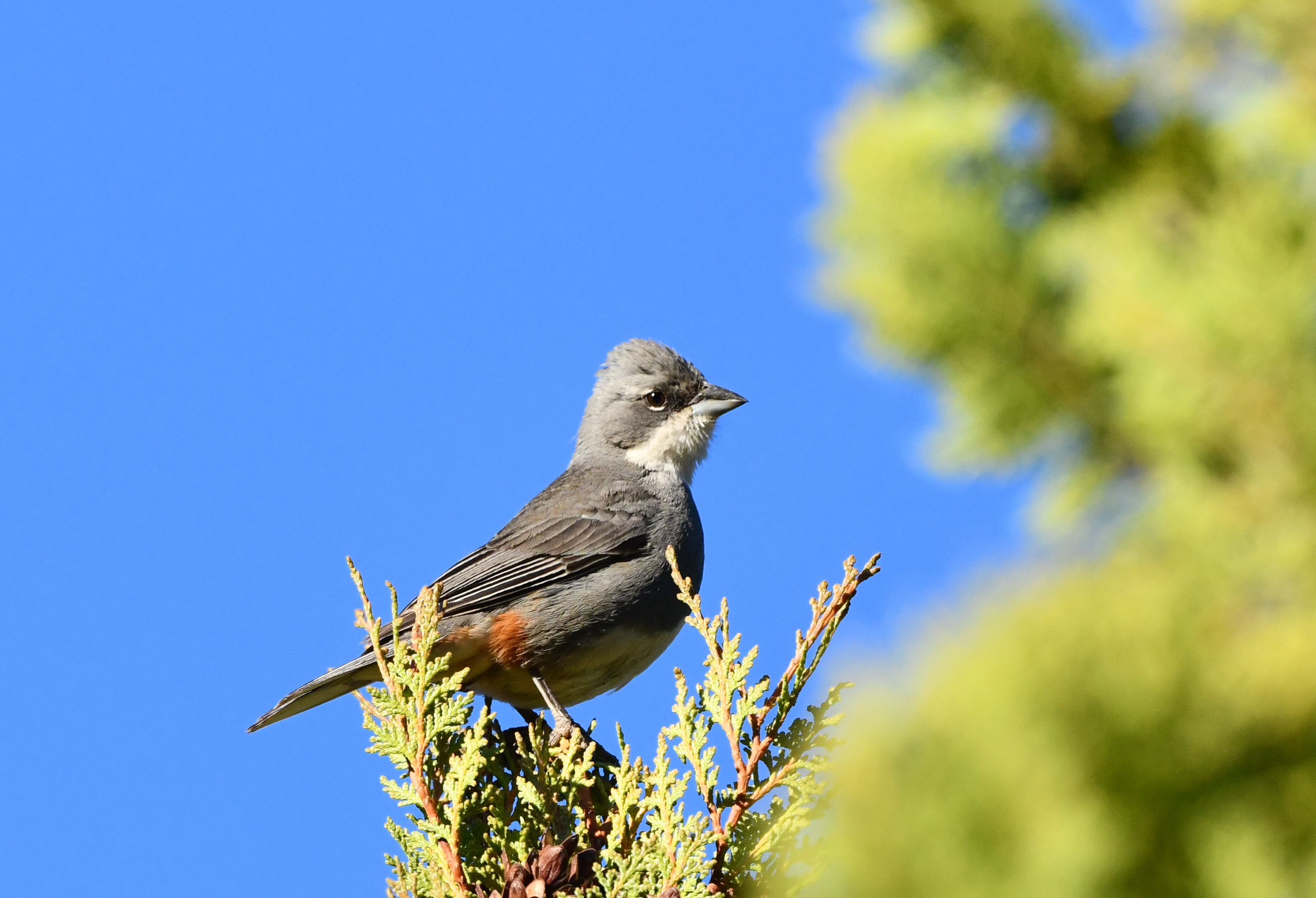 Common Diuca-Finch