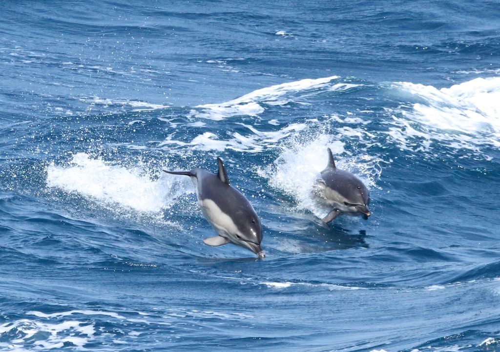 Common Dolphin