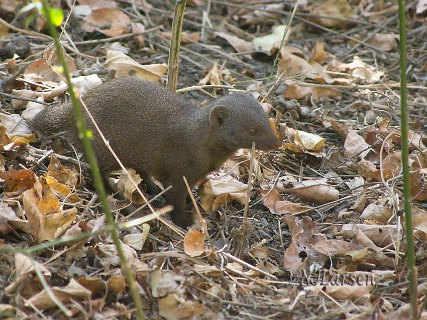 Common Dwarf Mongoose