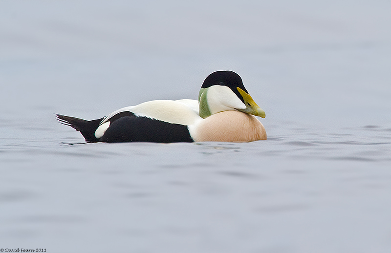 Common Eider