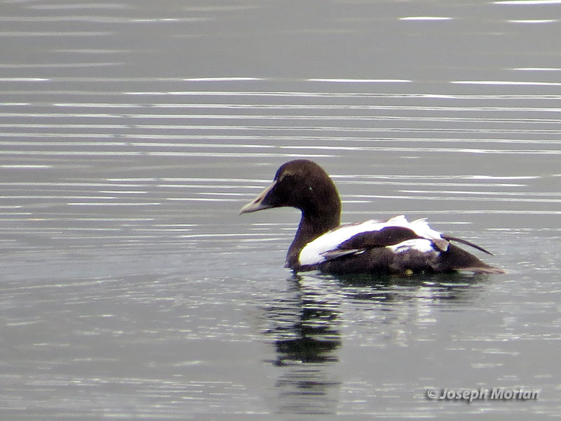 Common Eider