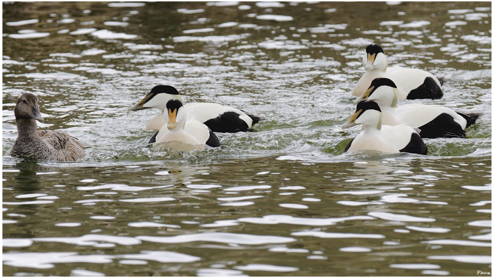 Common Eiders