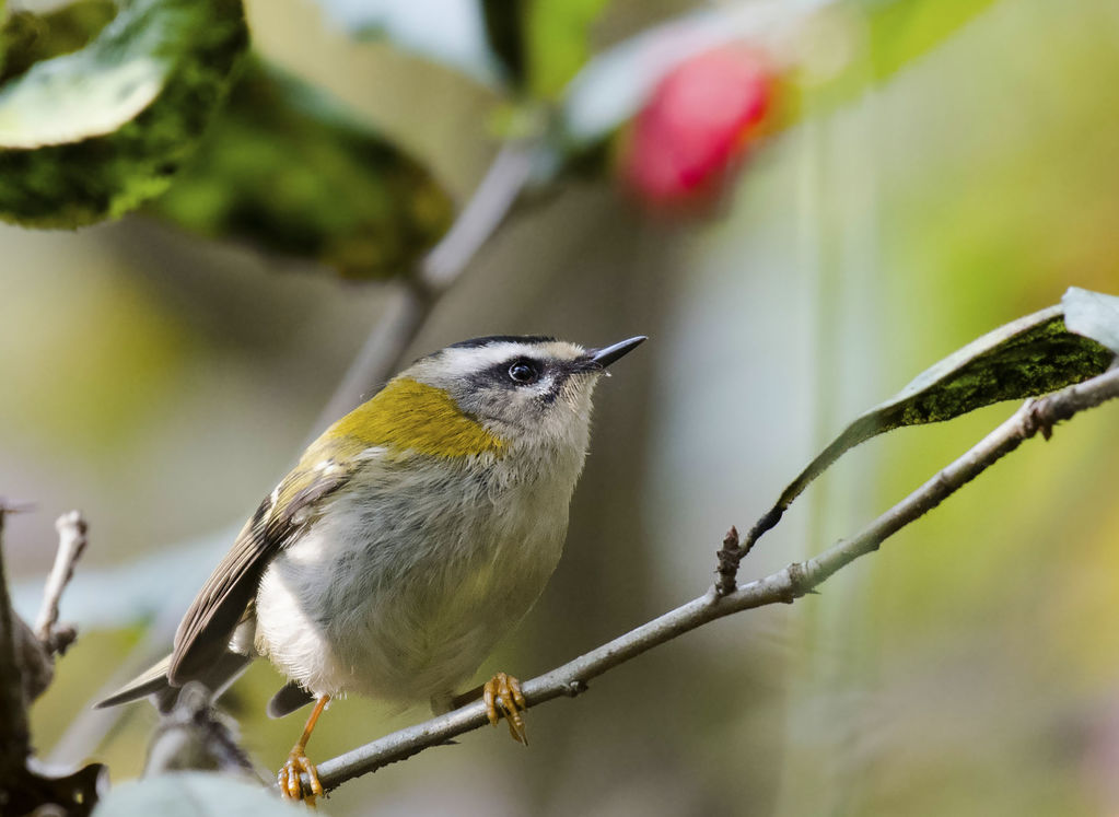 Common Firecrest