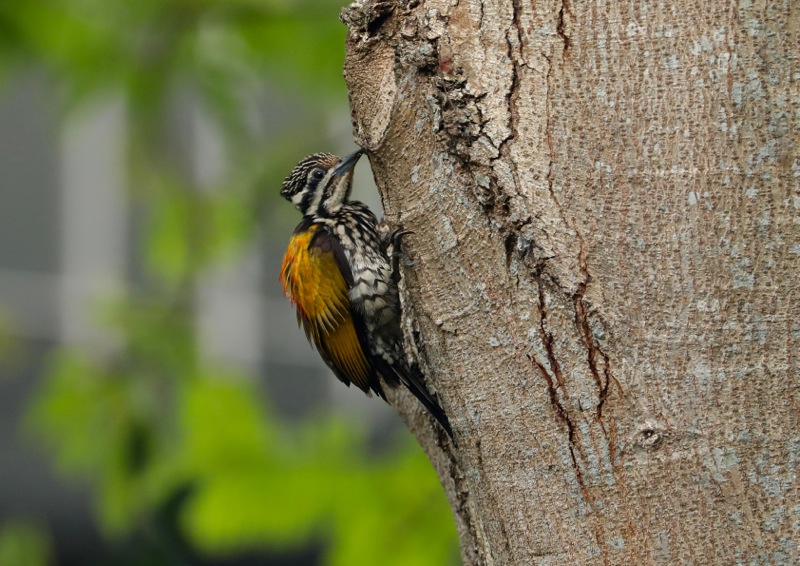 Common Flameback female