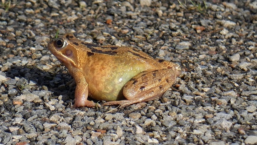 Common Frog (Rana temporaria)