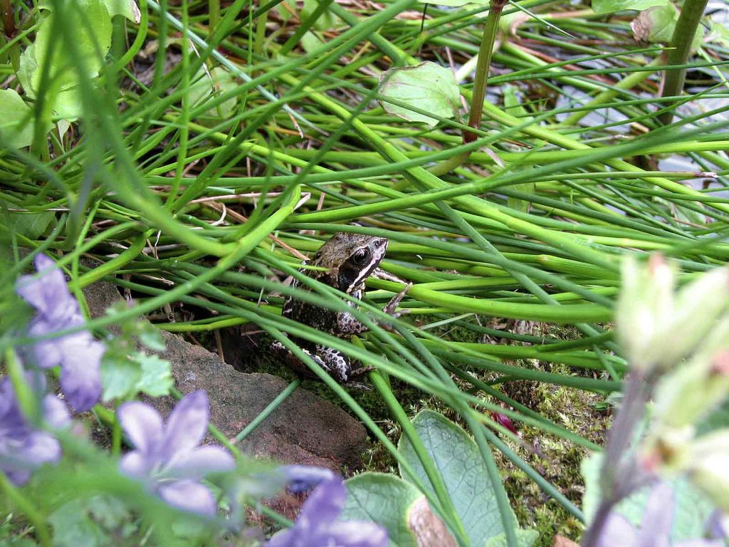 Common Frog