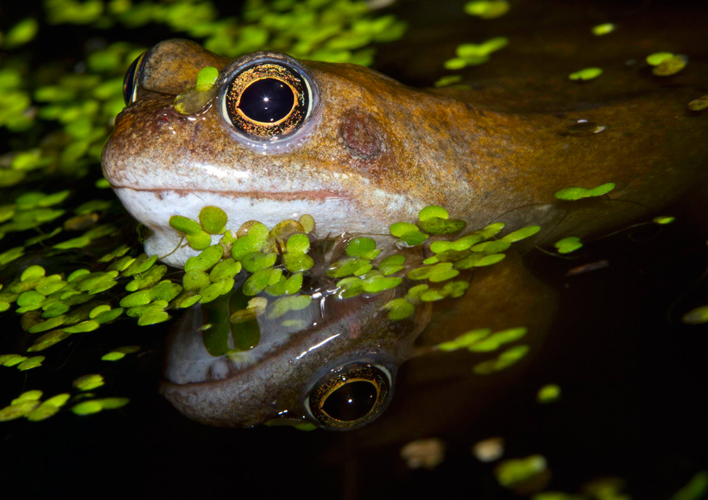 Common frog