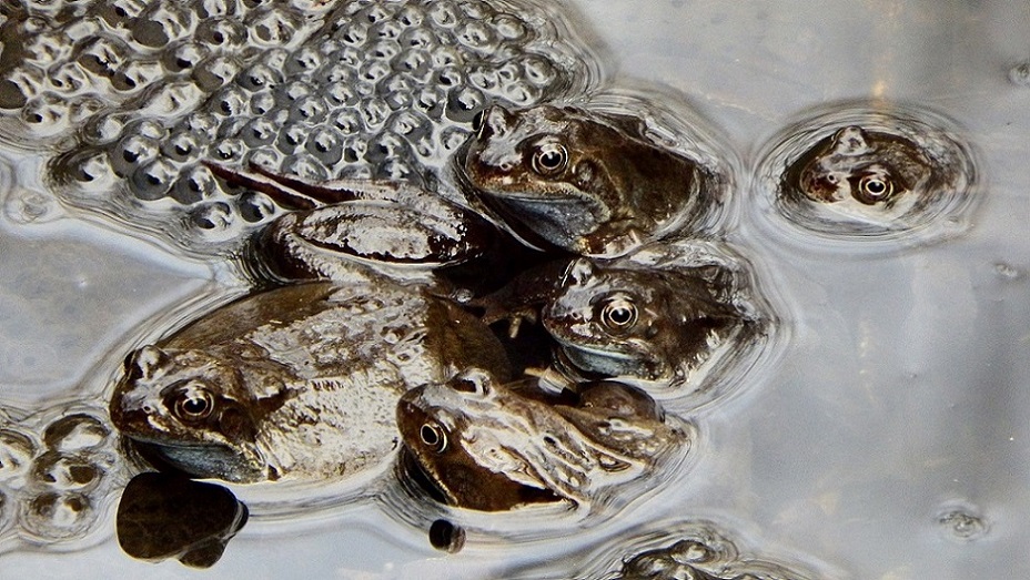 Common Frogs