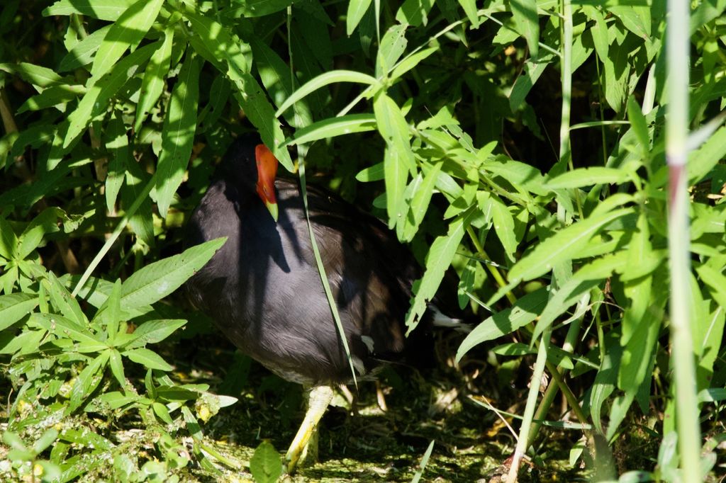 Common Gallinule in habitat