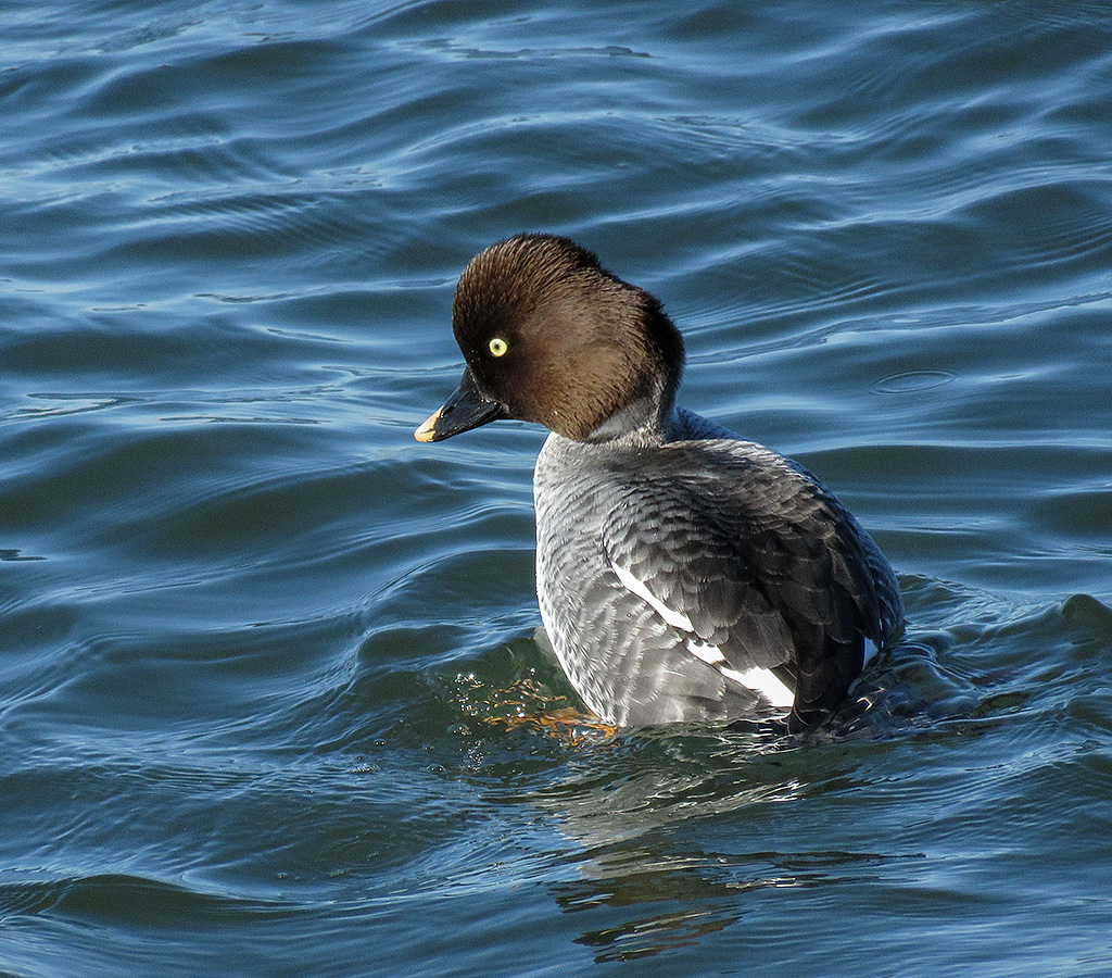 Common Goldeneye (female)