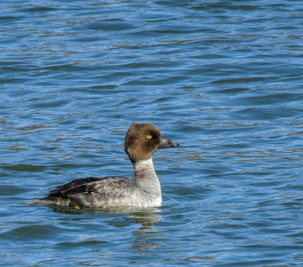 Common Goldeneye, female