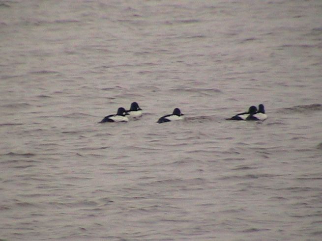 Common Goldeneye