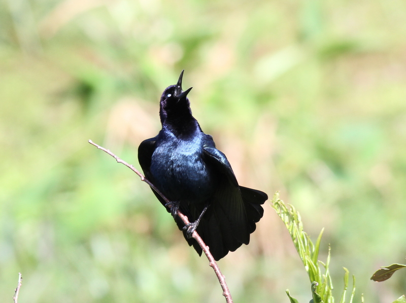 Common Grackle