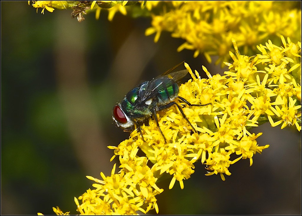 Common Green Bottle Fly