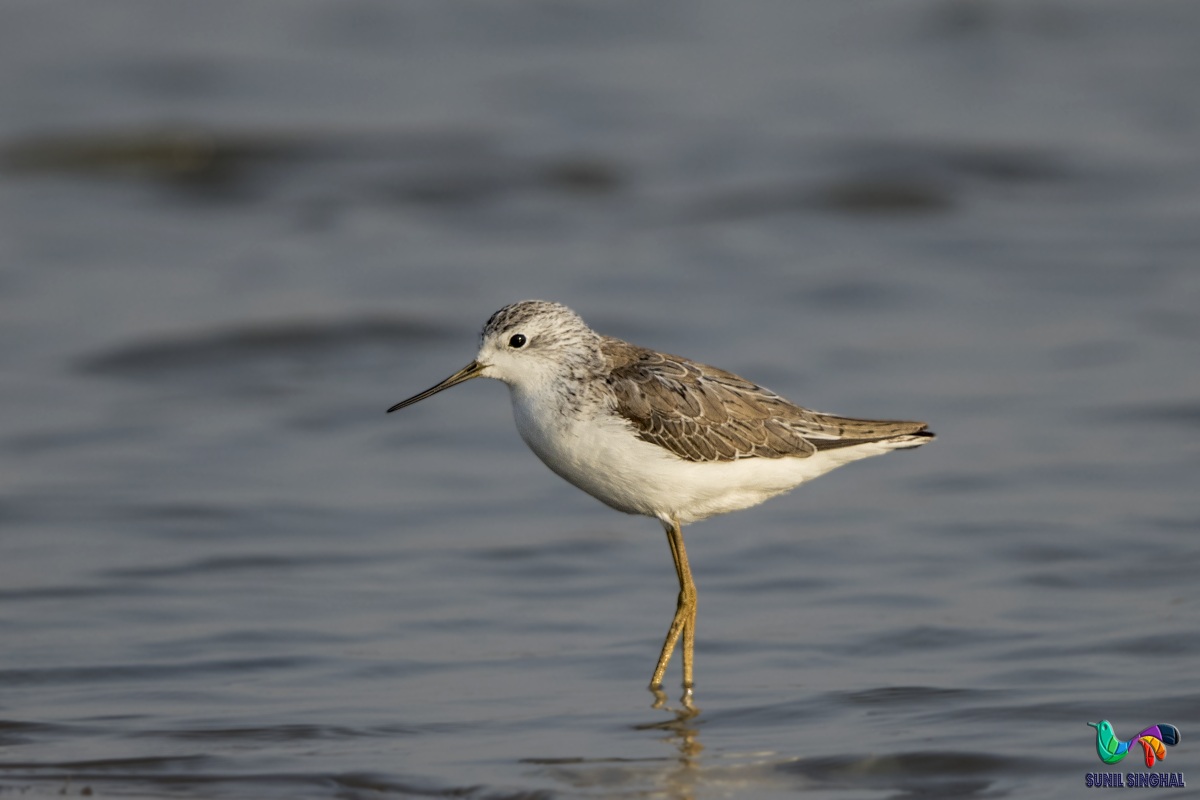 Common Greenshank (Tringa nebularia).jpg