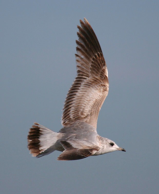 Common Gull