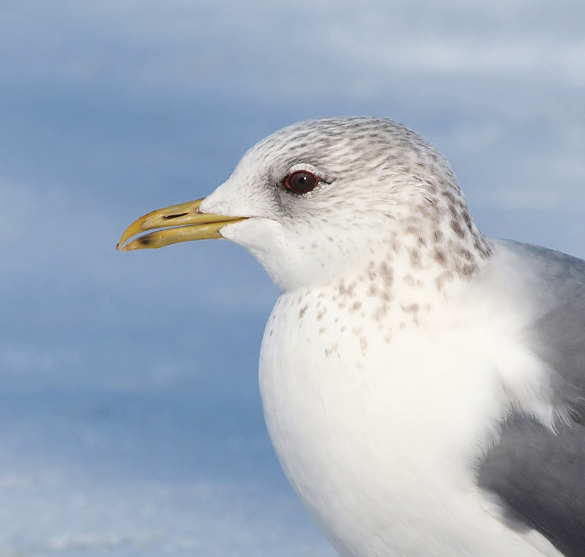 Common Gull