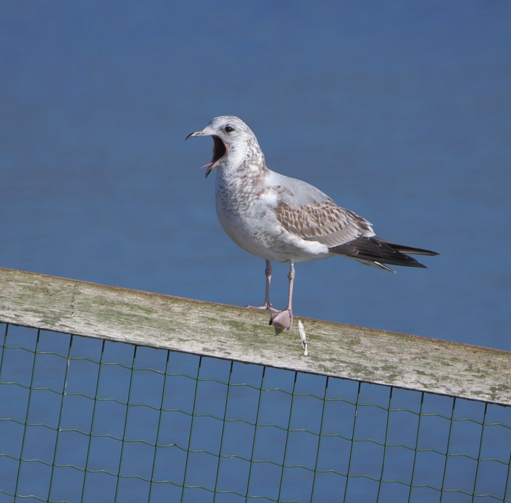 Common gull