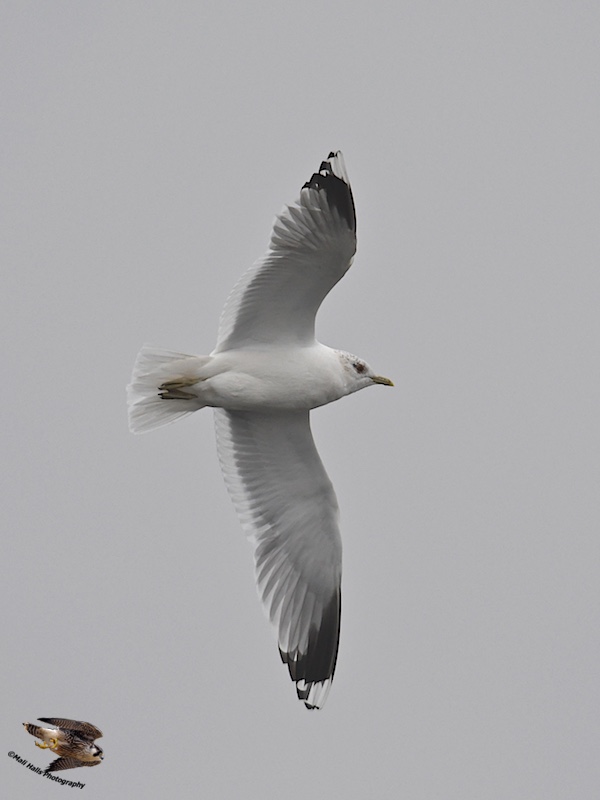 Common Gull