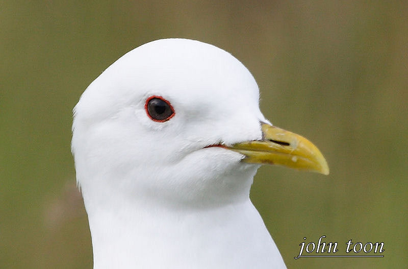 common gull