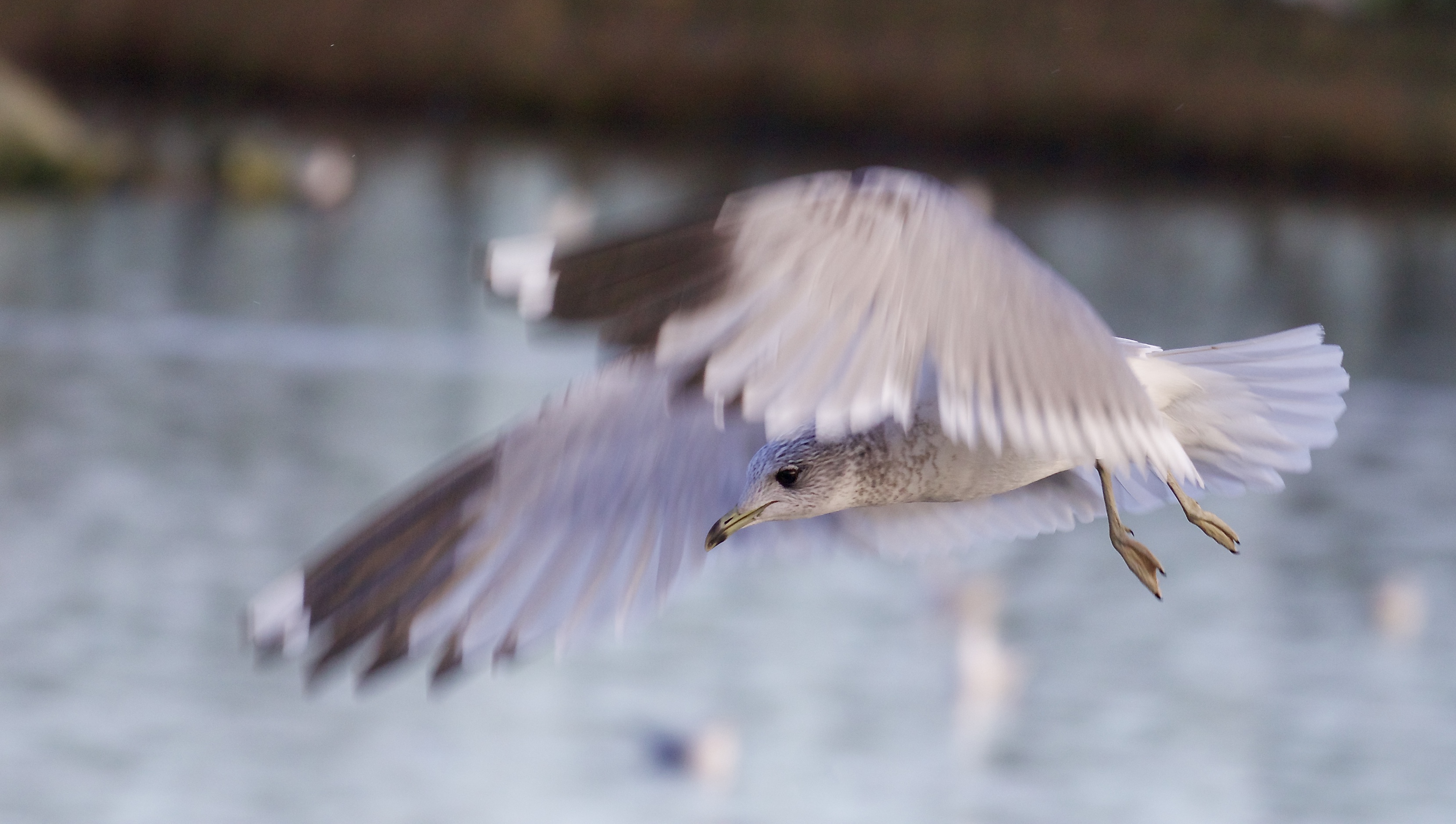 common gull