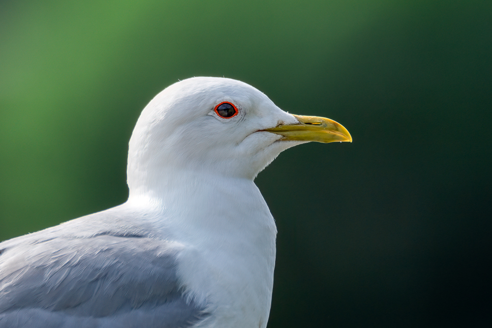 Common gull