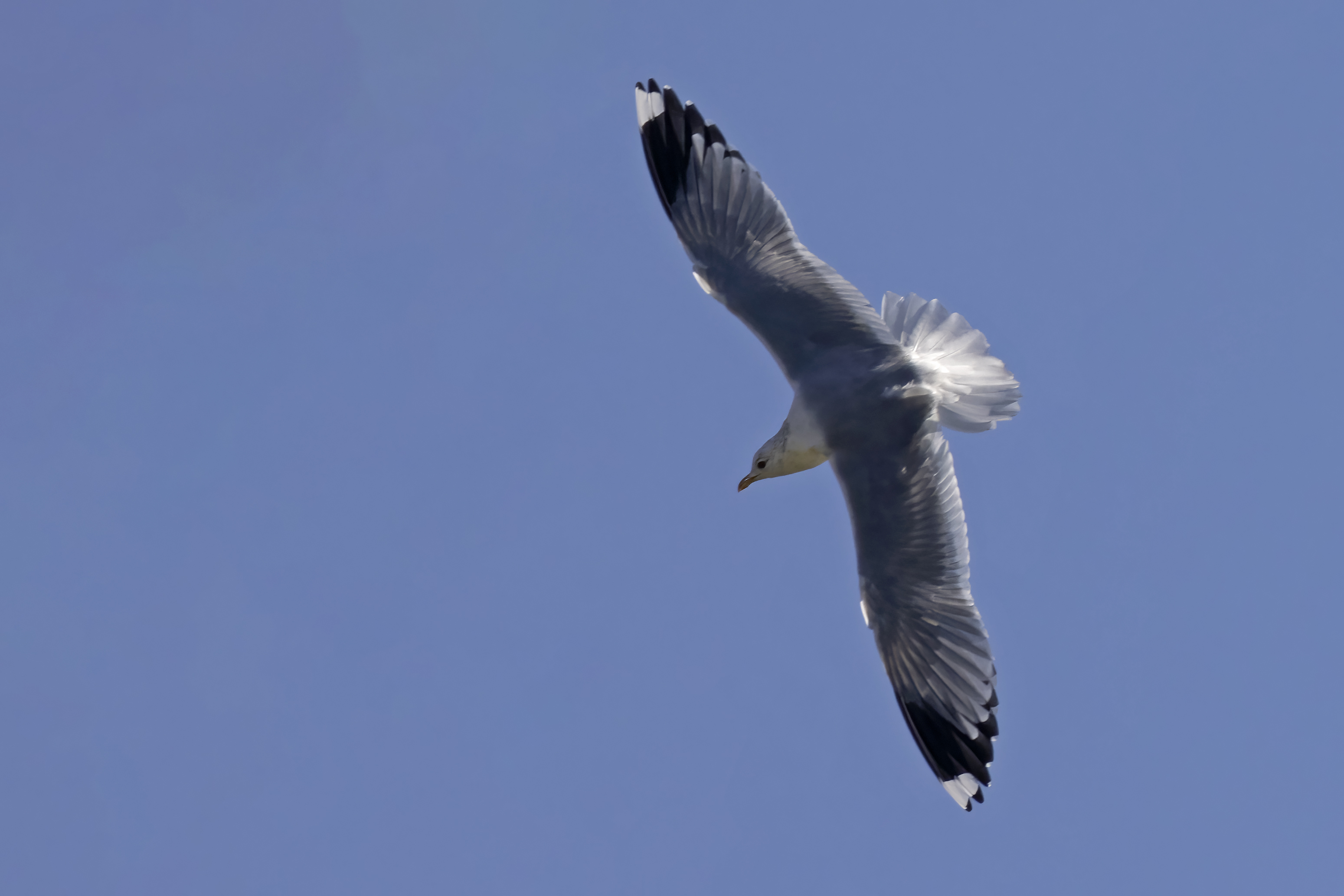 Common Gull