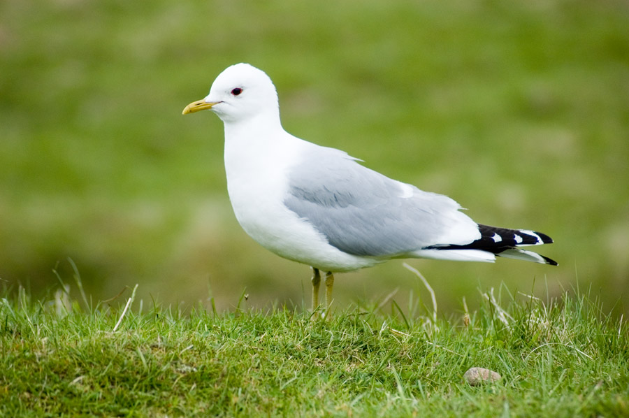 Common Gull