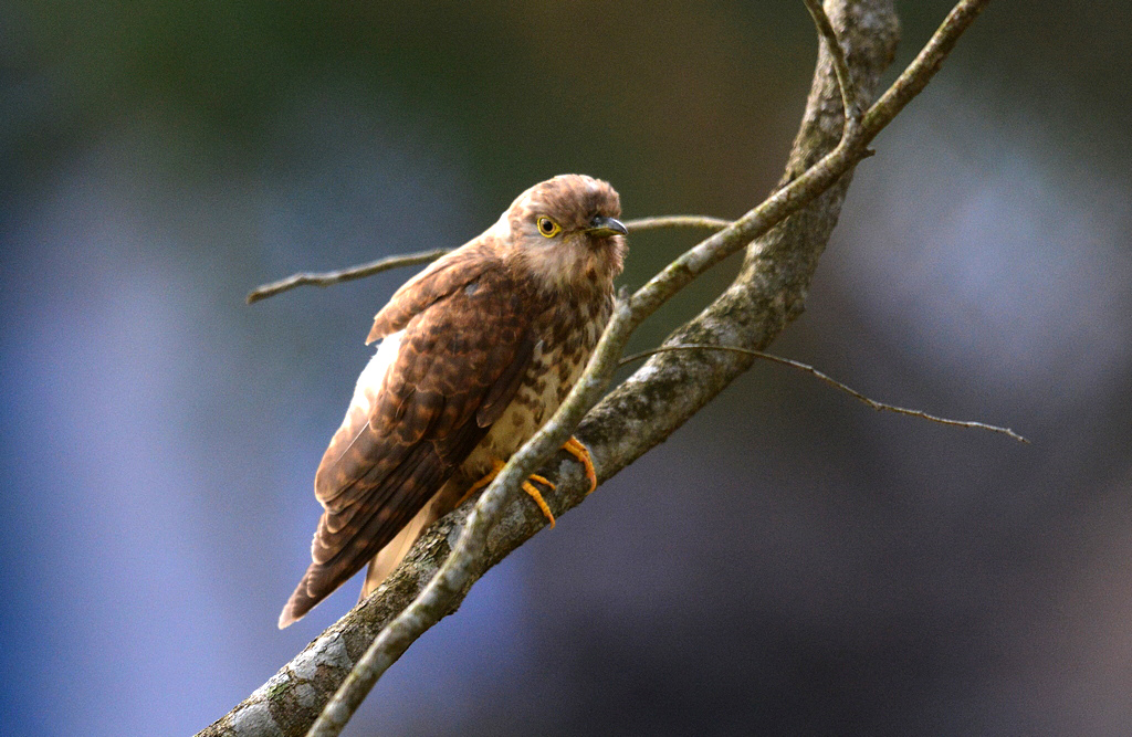 Common Hawk Cuckoo  /  Brainfever Bird