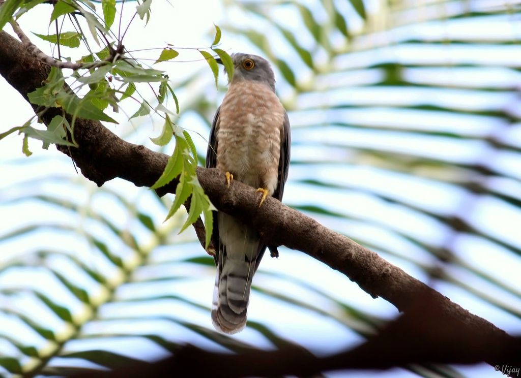 Common Hawk-cuckoo (or) Brainfever Bird