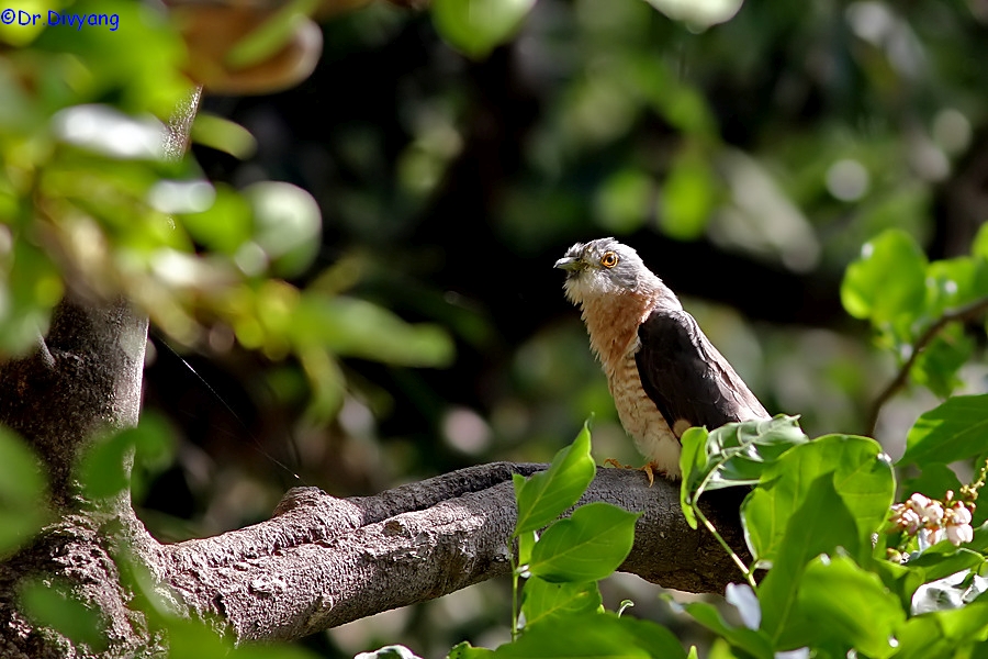 Common Hawk Cuckoo .