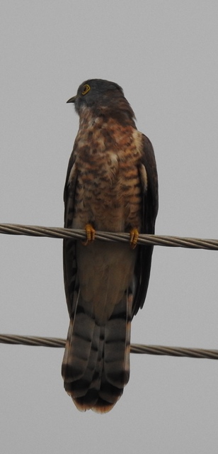 Common Hawk Cuckoo