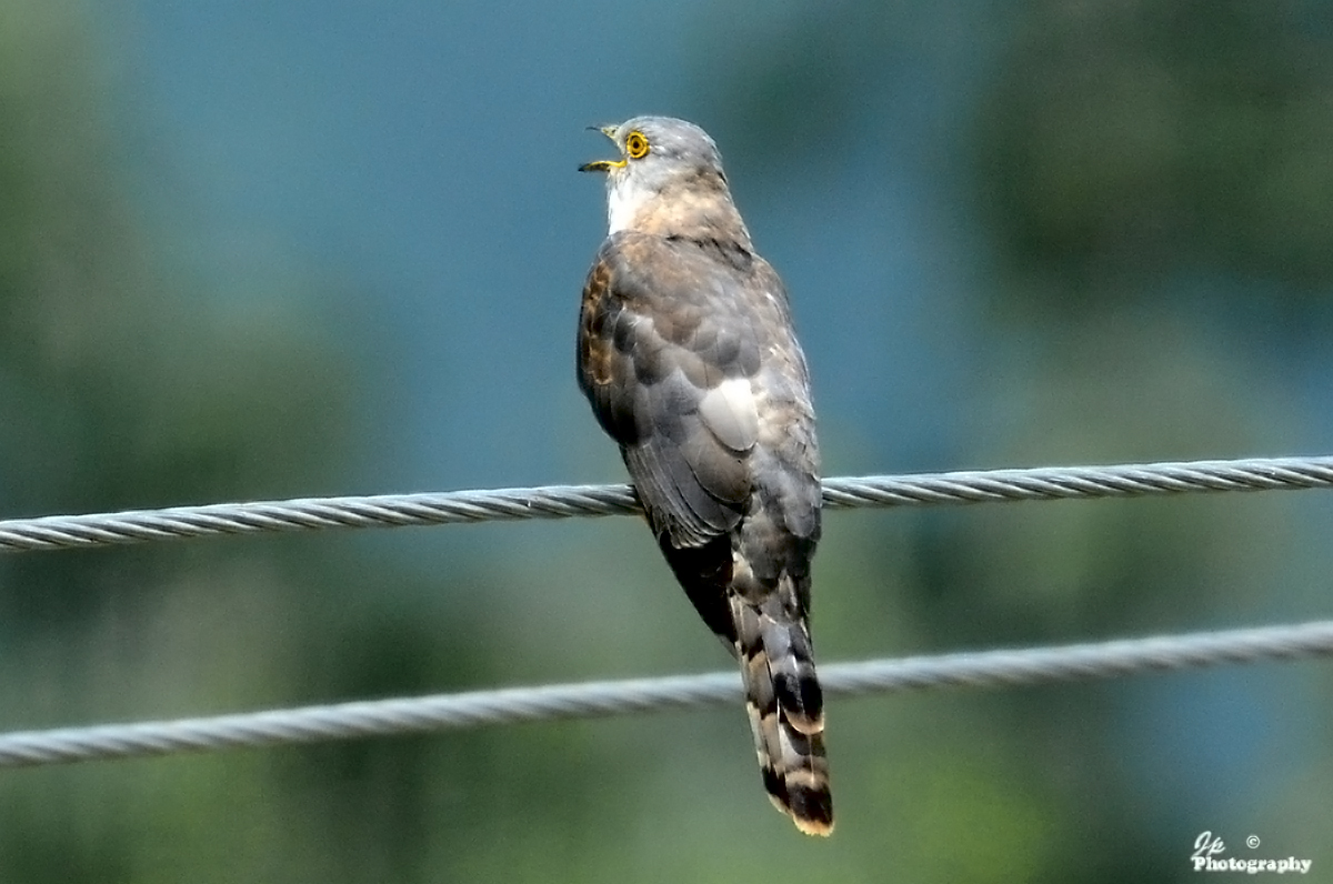 Common Hawk Cuckoo.