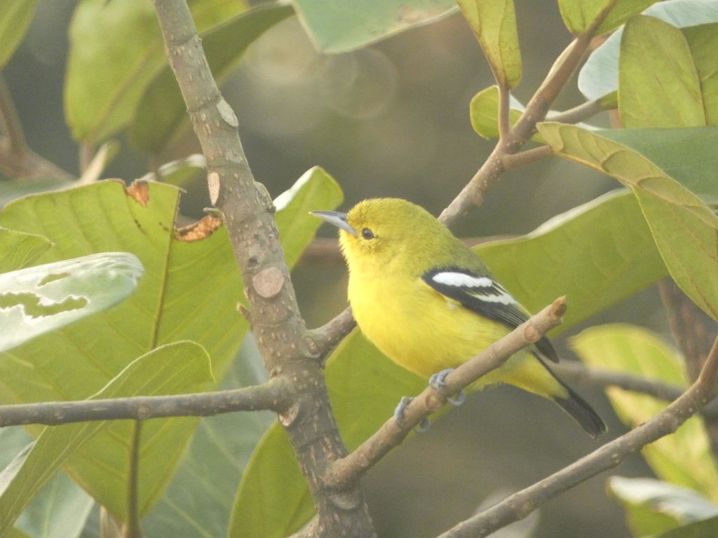 Common Iora