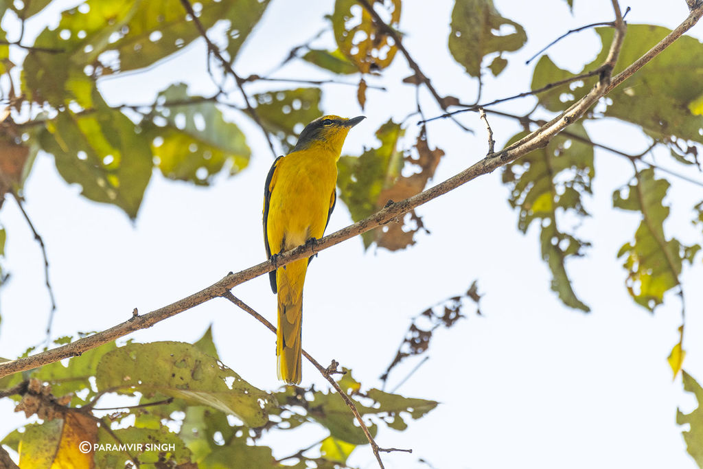 Common Iora