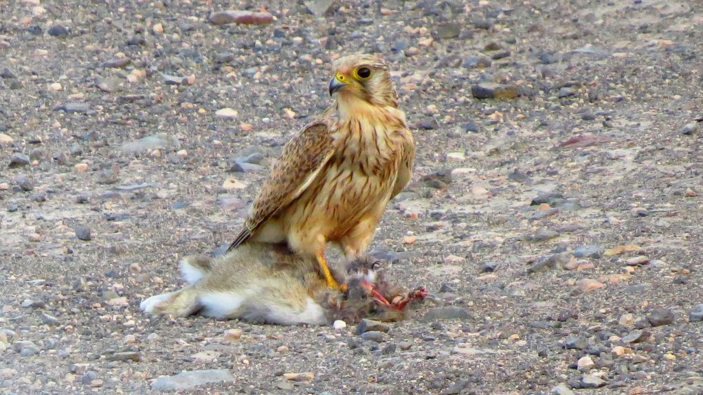 Common Kestrel (female)