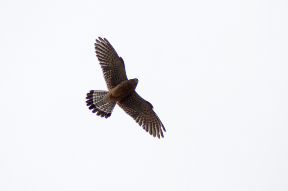 Common Kestrel