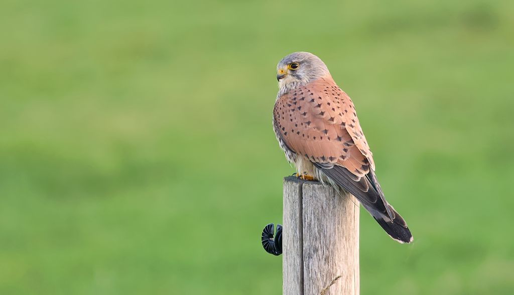 Common Kestrel