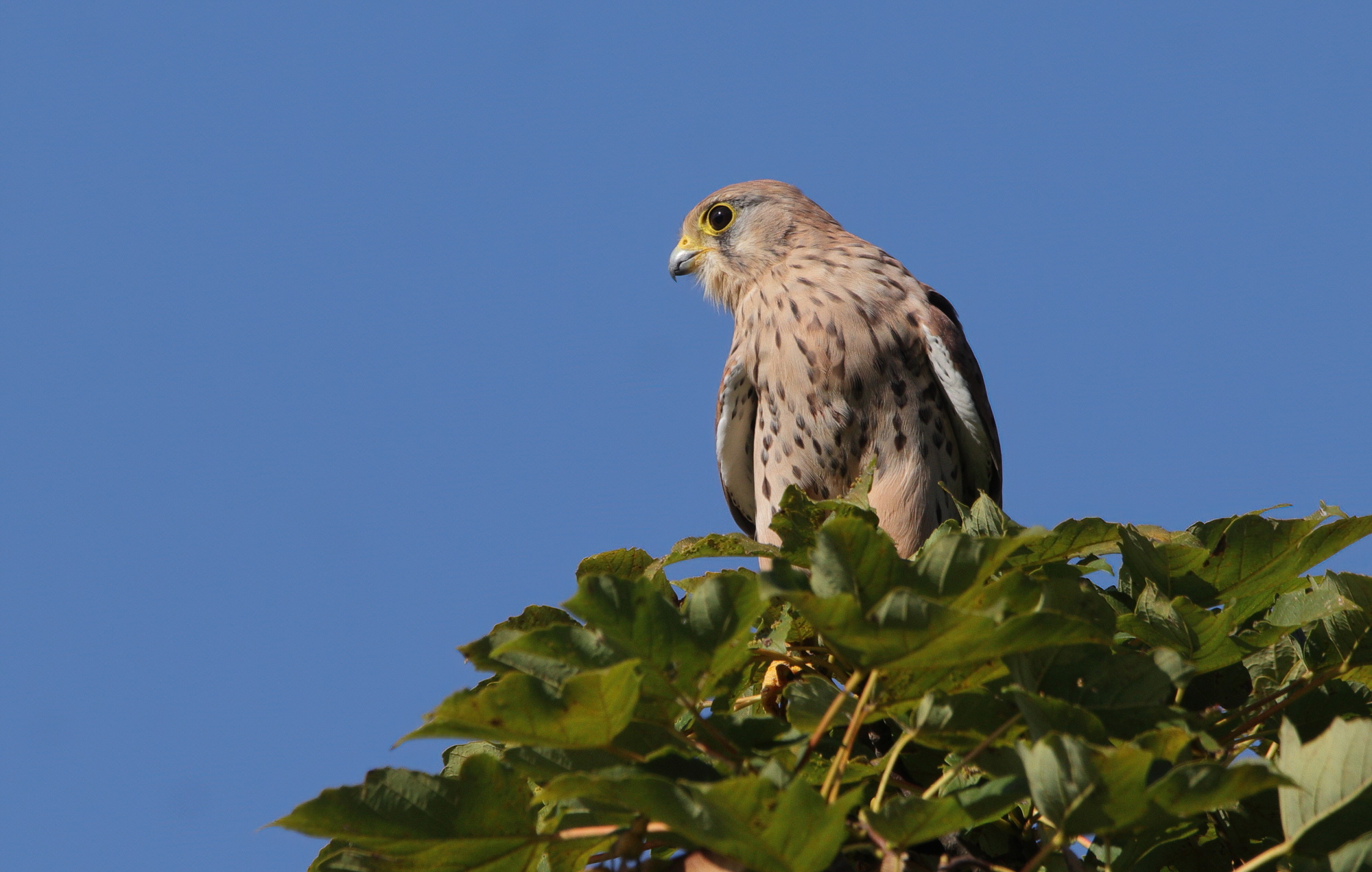 Common kestrel