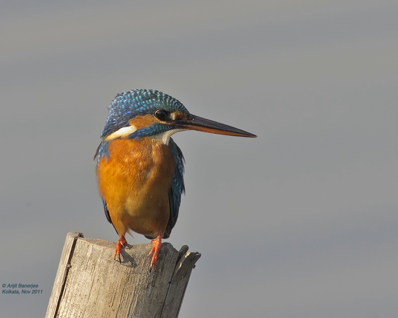 Common Kingfisher - female