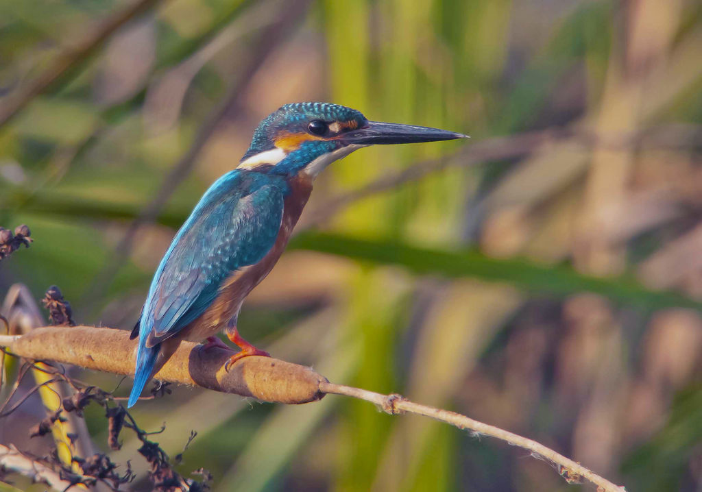 Common Kingfisher